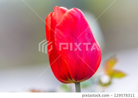 Colorful red tulips blossom in spring garden 129578311