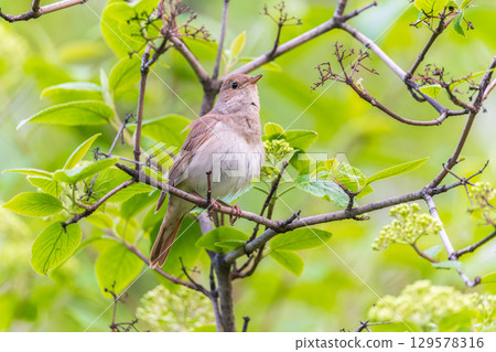 Thrush Nightingale, Luscinia luscinia. A bird sits on a tree branch and sings 129578316