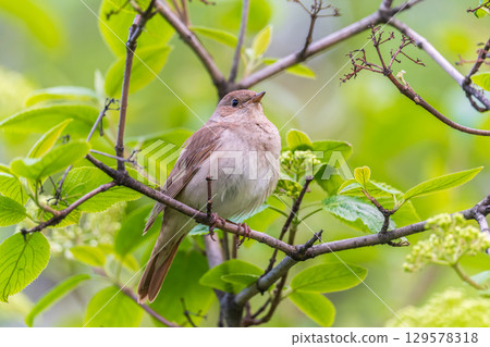 Thrush Nightingale, Luscinia luscinia. A bird sits on a tree branch and sings Thrush Nightingale, Luscinia luscinia. A bird sits on a tree branch and sings 129578318