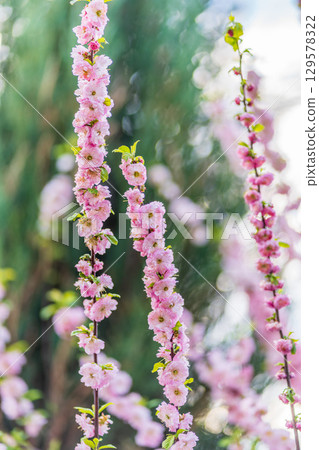 Beautiful Pink Flowers of Prunus triloba, Blossom, pink flowers. Prunus triloba, sometimes called flowering plum or flowering almond, a name shared with Prunus jacquemontii 129578322