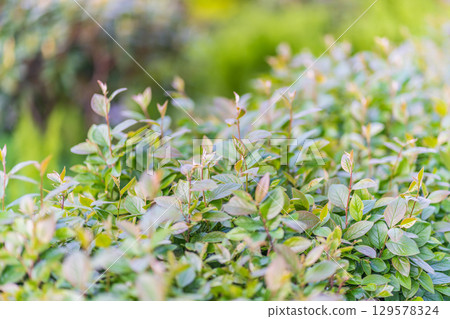 Nature of green leaf in garden at summer. Natural green leaves plants using as spring background cover page environment ecology Nature of green leaf in garden at summer. Natural green leaves plants using as spring background cover page environment ecology 129578324