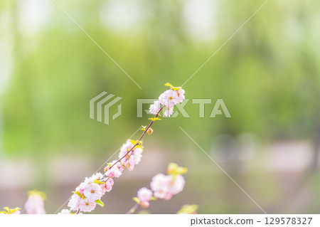 Beautiful Pink Flowers of Prunus triloba, Blossom, pink flowers. Prunus triloba, sometimes called flowering plum or flowering almond, a name shared with Prunus jacquemontii 129578327