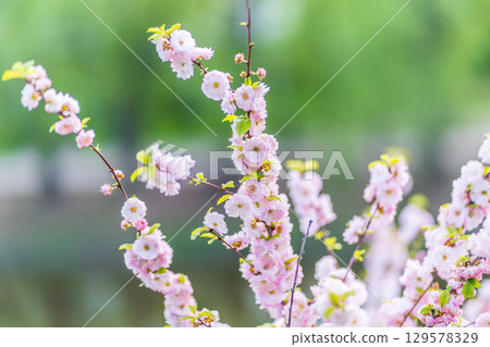 Beautiful Pink Flowers of Prunus triloba, Blossom, pink flowers. Prunus triloba, sometimes called flowering plum or flowering almond, a name shared with Prunus jacquemontii Beautiful Pink Flowers of Prunus triloba, Blossom, pink flowers. Prunus triloba, sometimes called flowering plum or flowering almond, a name shared with Prunus jacquemontii 129578329