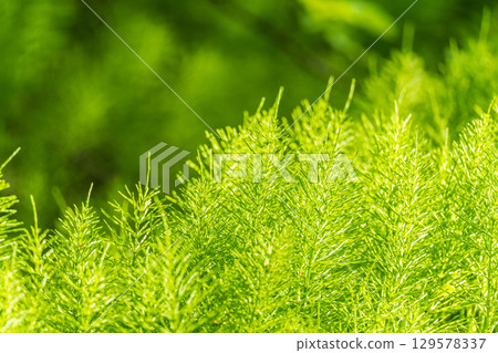 Wood horsetail (Equisetum sylvaticum) growing in the forest close up. Equisetum arvense, the field horsetail or common horsetail. Perennial herb 129578337