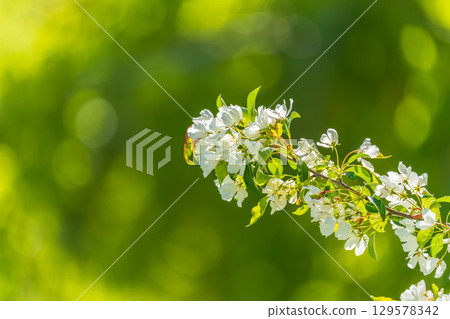 White blossoming apple trees. White apple tree flowers White blossoming apple trees. White apple tree flowers 129578342