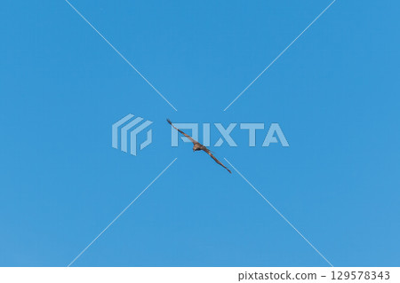 The bird of prey Black Kite flying in blue Sky The bird of prey Black Kite flying in blue Sky 129578343