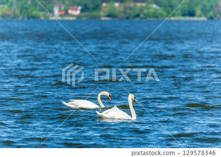 Two Graceful white Swans swimming in the lake, swans in the wild Two Graceful white Swans swimming in the lake, swans in the wild 129578346