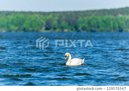 Graceful white Swan swimming in the lake, swans in the wild. Portrait of a white swan swimming on a lake. 129578347