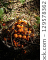 Persimmon harvest 129578362