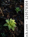 Butterbur sprouts growing wild in the fields and mountains in spring 129578364