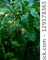 Surprise Gummy Harvest 129578365