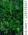 Japanese ginger leaf 129578367