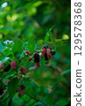 Mulberries with red berries 129578368