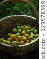 Harvested plum fruit 129578369