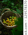 Freshly harvested plums 129578370