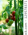 Cultivation home garden of tomatoes turning red 129578371