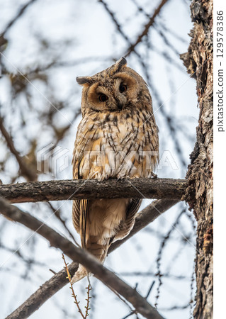 Long-eared owl (Asio otus), looking forward with wide opened eyes Long-eared owl (Asio otus), looking forward with wide opened eyes 129578386
