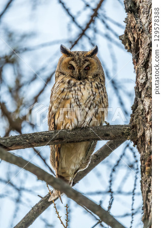Long-eared owl (Asio otus), looking forward with wide opened eyes Long-eared owl (Asio otus), looking forward with wide opened eyes 129578388
