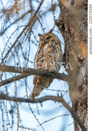 Long-eared owl (Asio otus), looking forward with wide opened eyes Long-eared owl (Asio otus), looking forward with wide opened eyes 129578389