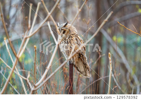 Long-eared owl (Asio otus), looking forward with wide opened eyes 129578392