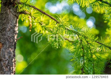 Young branches of larch. Closeup of green larch young needles. Young branches of larch. Closeup of green larch young needles. 129578403