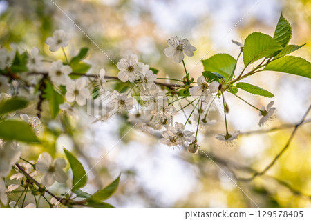 White blossoming apple trees. White apple tree flowers 129578405