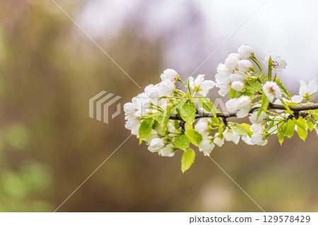 White blossoming apple trees with rain drops 129578429