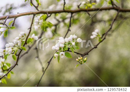 White blossoming apple trees with rain drops White blossoming apple trees with rain drops 129578432
