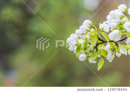 White blossoming apple trees with rain drops 129578434