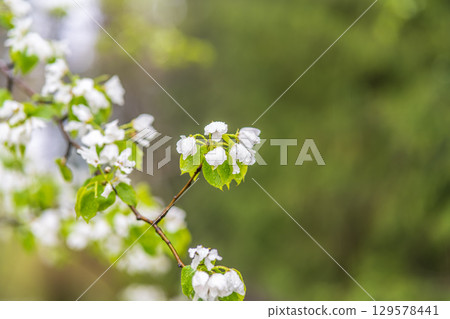 White blossoming apple trees with rain drops White blossoming apple trees with rain drops 129578441