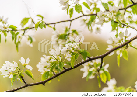 White blossoming apple trees with rain drops 129578442