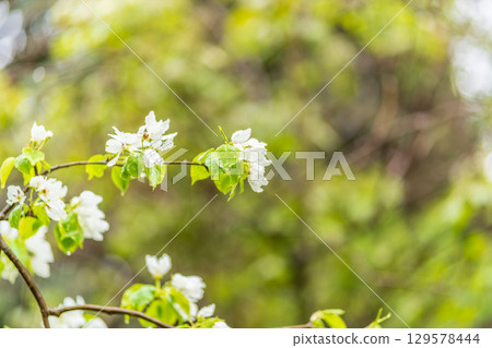 White blossoming apple trees with rain drops 129578444