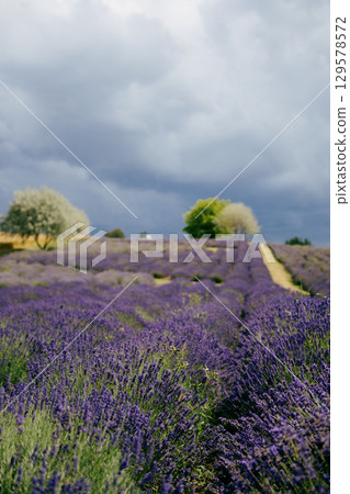 Rows of vibrant purple lavender flowers stretch towards horizon under dramatic cloudy sky, creating picturesque landscape in heart of Provence. Lavender field spreading across rolling hills 129578572