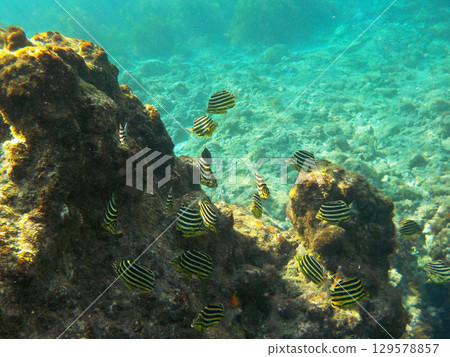 廣島濱海水浴場（靜岡縣伊豆市）的水下世界 129578857