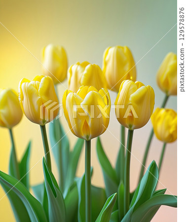 Macro shot of bright yellow tulips with green stems and leaves, with a soft blurred gradient background Macro shot of bright yellow tulips with green stems and leaves, with a soft blurred gradient background 129578876