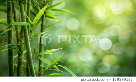 Bamboo leaves. The sun is shining through the leaves. Leaves are green and lush. Bamboo leaves. The sun is shining through the leaves. Leaves are green and lush. 129579182