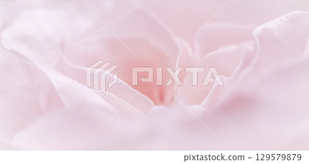 Pink pale rose flower petals, soft focus. Macro flowers backdrop 129579879