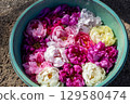 Winter peony flower water basin 129580474
