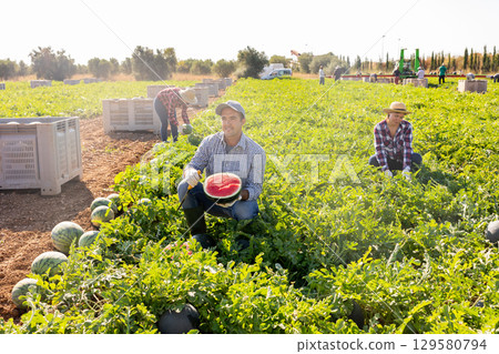 Man gathering ripe watermelons on plantation Man gathering ripe watermelons on plantation 129580794