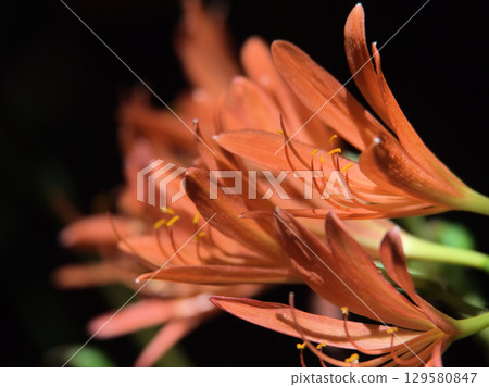 The orange fox razor bloomed beautifully in the scorching heat of August. The orange fox razor bloomed beautifully in the scorching heat of August. 129580847