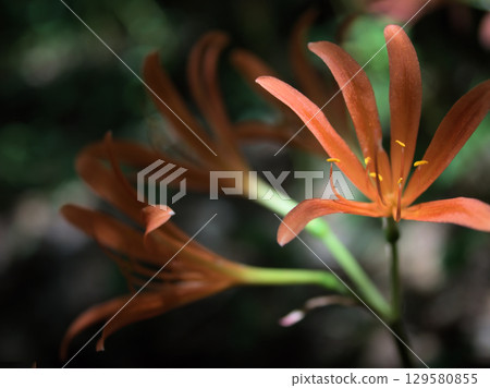 The orange fox razor bloomed beautifully in the scorching heat of August. The orange fox razor bloomed beautifully in the scorching heat of August. 129580855