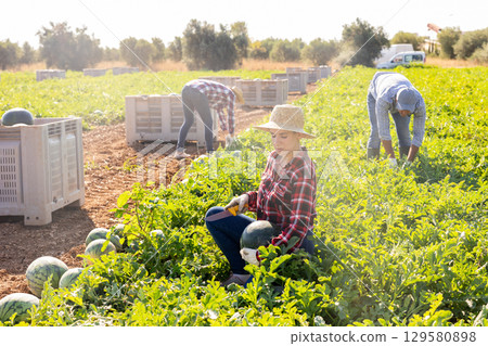 Woman plantation worker picking ripe watermelon on field Woman plantation worker picking ripe watermelon on field 129580898
