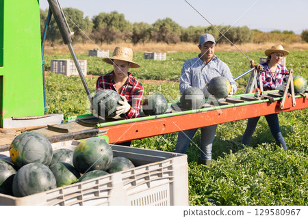 Three workers sorting fresh watermelons at outdoor conveyor Three workers sorting fresh watermelons at outdoor conveyor 129580967