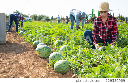 Woman plantation worker picking ripe watermelon on field Woman plantation worker picking ripe watermelon on field 129580969