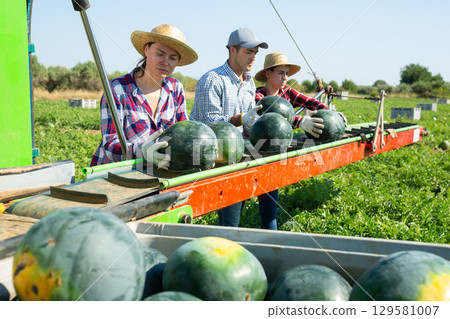 Workers picking ripe watermelons using harvesting machine 129581007