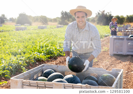 Positive man picking fresh watermelons on field 129581100