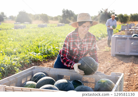 Farm worker putting harvested watermelons in container Farm worker putting harvested watermelons in container 129581130