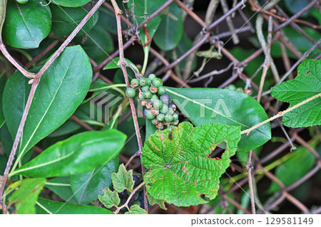 Fruit of the Japanese spindle tree wrapped around a wire mesh (summer, August) 129581149