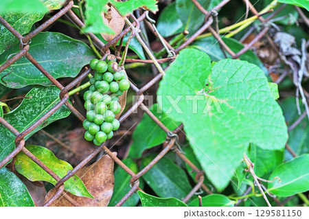 Green spinach fruit wrapped around a wire mesh (Summer, August) 129581150