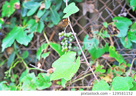 Fruit of the Japanese spindle tree wrapped around a wire mesh (summer, August) 129581152